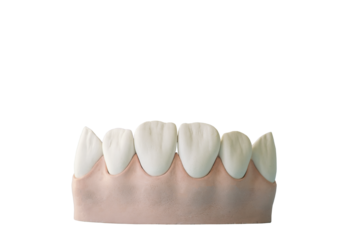 Jaw and teeth made of plaster. layout. Isolate on a transparent background. PNG available