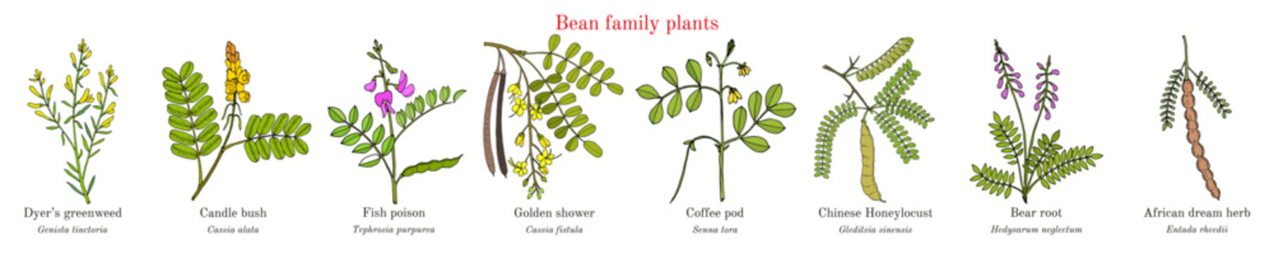 Bean family plants. (Fabaceae, Leguminosae or Papilionaceae).