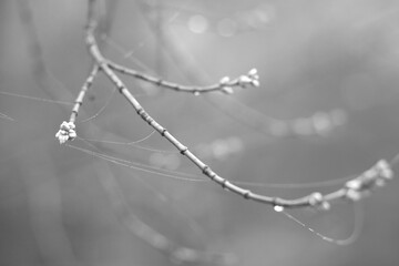 Twigs with water drops and cobwebs. Spring 