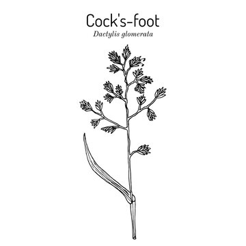 Cock's-foot, orchard or cat grass (dactylis glomerata), medicinal plant