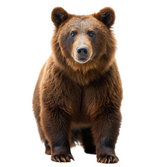 Grizzly Bear isolated on Transparent background.