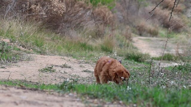 Mi perrita Nami olfateando y mirando a cámara en una senda junto a campos de agricultura, Alcoy, España