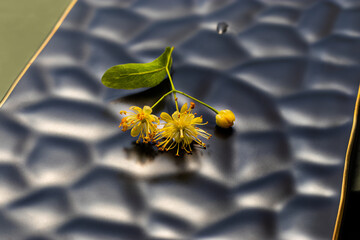 Linden flower. On black embossed flat ceramic plate. An inflorescence of fragrant linden flowers on...