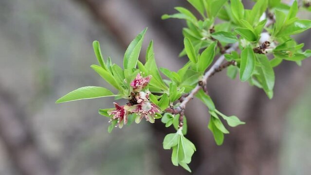 Rama de almendro en su etapa de floraci&oacute;n mecida por fuerte viento, Alcoy, Espa&ntilde;a