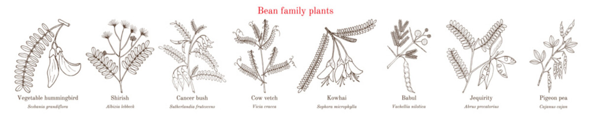 Bean family plants. (Fabaceae, Leguminosae or Papilionaceae).