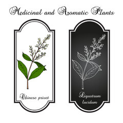 Chinese privet (Ligustrum lucidum), medicinal plant. Hand drawn botanical vector illustration