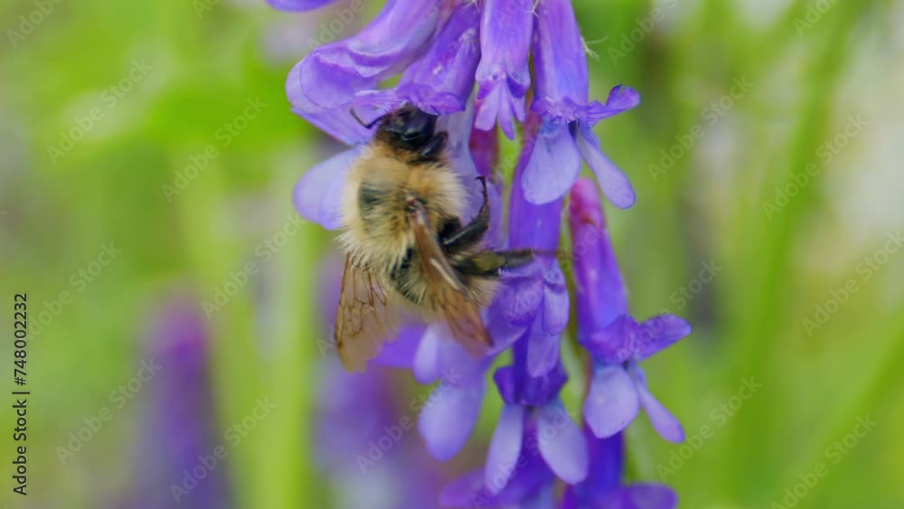 Poster bumblebee macro looking for nectar in wild garden. bee on fodder vetch flower in garden. pollination