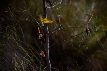 Autumn leaves in the forest, La Pampa Province, Patagonia, Argentina.
