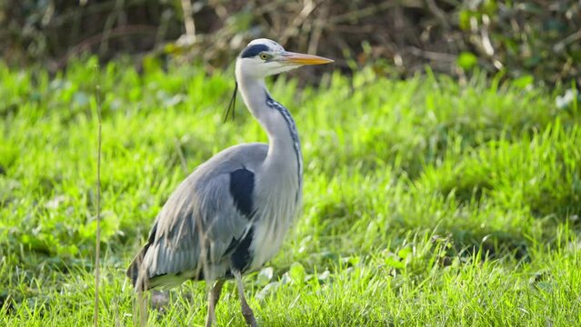 Grey heron bird with long neck striding in green grassy wetland.