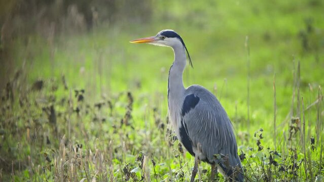 Grey heron bird with long neck standing majestically in wetland grass.