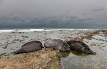Fototapeta premium Elephant seal, Peninsula Valdes, Unesco World Heritage Site, Patagonia, Argentina