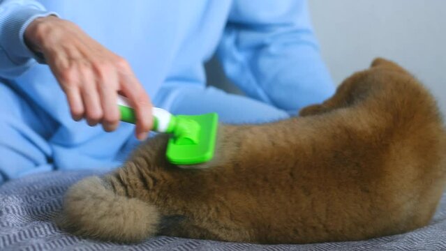 regular pet brushing, best slicker brush. person combined out shiba inu puppy lying calmly on coutch at home. Combing hair of dog, concept animal care. pet trusts its owner. grooming siba doggy fluff 