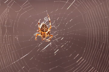 un ragno araneus diadematus su una ragnatela
