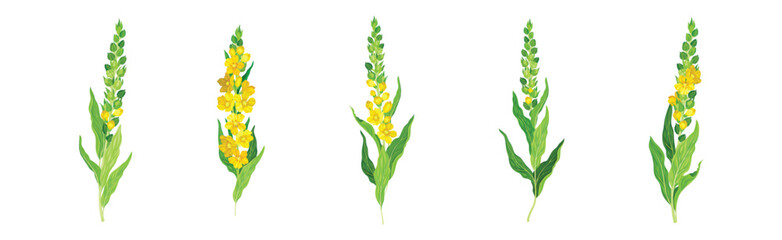Mullein Medical Herb and Flowering Meadow Plant Vector Set