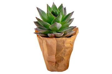 green succulent plant in brown paper pot isolated on transparent background