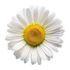 Daisy flower isolated on Transparent background.
