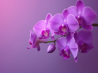 a purple orchid flowers on a branch