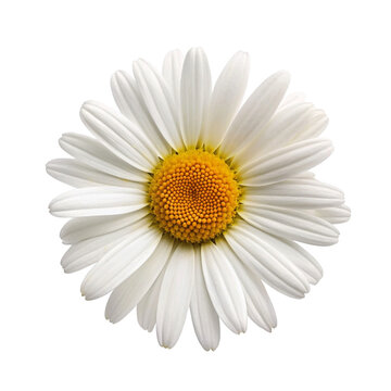 Daisy flower isolated on Transparent background.