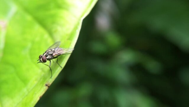 close up of a fruit fly (Bactrocera) attached to a leaf