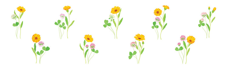 Calendula Plant with Orange Flower Head and Clover on Stem as Meadow Herb Vector Set