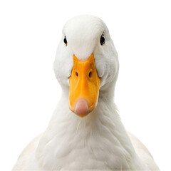 A white duck with a yellow beak and black eyes on isolated on Transparent background.