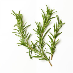 Fototapeta premium rosemary on white background