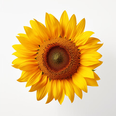 sunflower on white background 