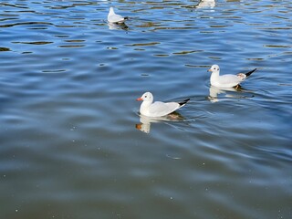 seagull on the lake
