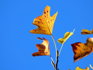 golden leaves of tulip poplar tree in sunlight with blue sky in the background        