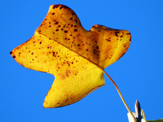 golden leaves of tulip poplar tree in sunlight with blue sky in the background        