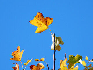 golden leaves of tulip poplar tree in sunlight with blue sky in the background        