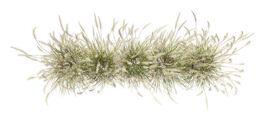 Top view savanna flowery grass row on transparent backgrounds 3d render png