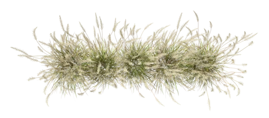 Foto op Plexiglas Top view savanna flowery grass row on transparent backgrounds 3d render png © Krit