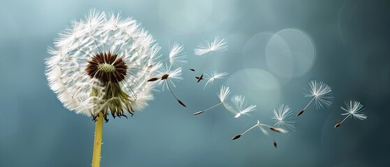 Macro Blow ball. Dandelion with multiply seeds on sky background