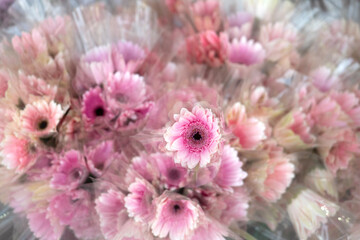 Top view many Gerbira flowers packing in plastic.