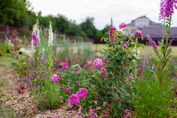 Rose border. Flowers blooming in summer garden. Foxgloves, salvia and lavender. English Mary rose