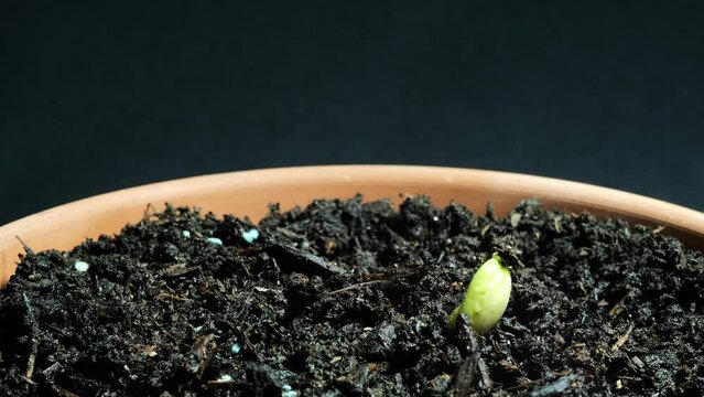 Time lapse, piantine di fagioli che germogliano, fagioli seminati in vaso crescono e nascono le foglie 