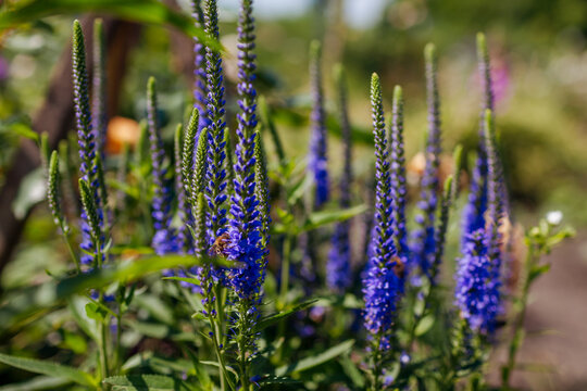 Blue veronica blooming in summer garden. Close up of flowering spikes with bees. Landscaping flower borders