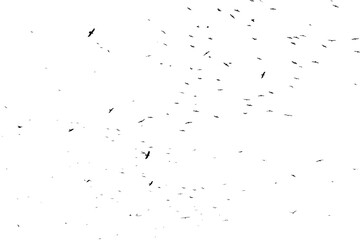 Real photo of flying crows on the white sky hi-res texture for designers