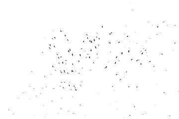 Real photo of flying crows on the white sky hi-res texture for designers