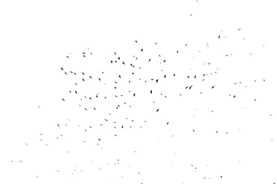 Real photo of flying crows on the white sky hi-res texture for designers