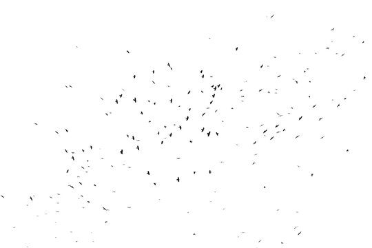 Real photo of flying crows on the white sky hi-res texture for designers