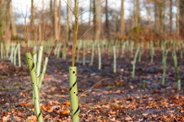 Wieder Aufforstung eines Parks mit neuen Setzlingen nach mehreren Stürmen in Düsseldorf,...