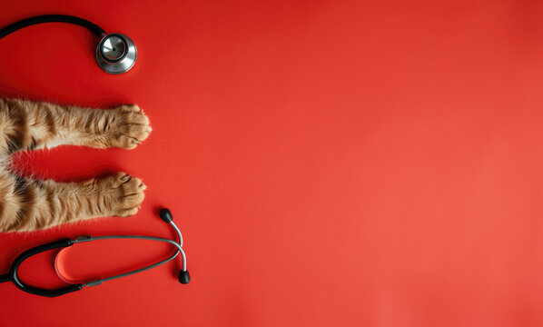 Generative AI, Cat paws and stethoscope isolated on red background. Banner with copy space for vet clinic. 
