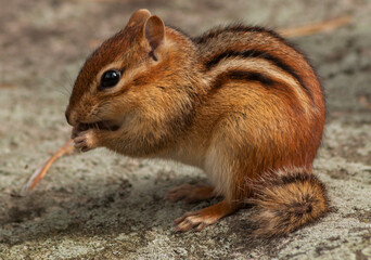 Eastern Chipmunk, Tamias striatus, feeding on seeds, Siamese Ponds Wilderness Area,Adirondack Forest Preserve, New York, USA