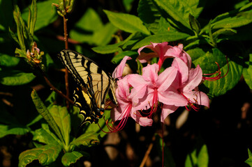 Swallowtail Butterfly And Azaleas, West Canada Lakes Wilderness Area, Adirondack Forest Preserve, New York
