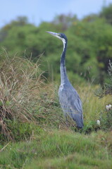 there is a large blue bird that is walking through the grass
