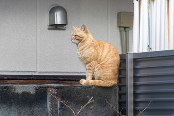 塀の上に座る野良猫