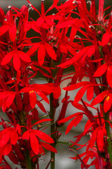 Cardinal Flower, Lobelia cardinalis, Ferris Lake Wild Forest Area, Adirondack Forest Preserve, New York, USA