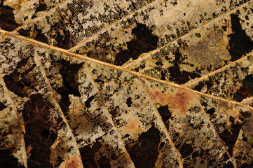 Closeup of an American Beech (Fagus grandifolia), leaf, Adirondack Forest Preserve, New York, USA